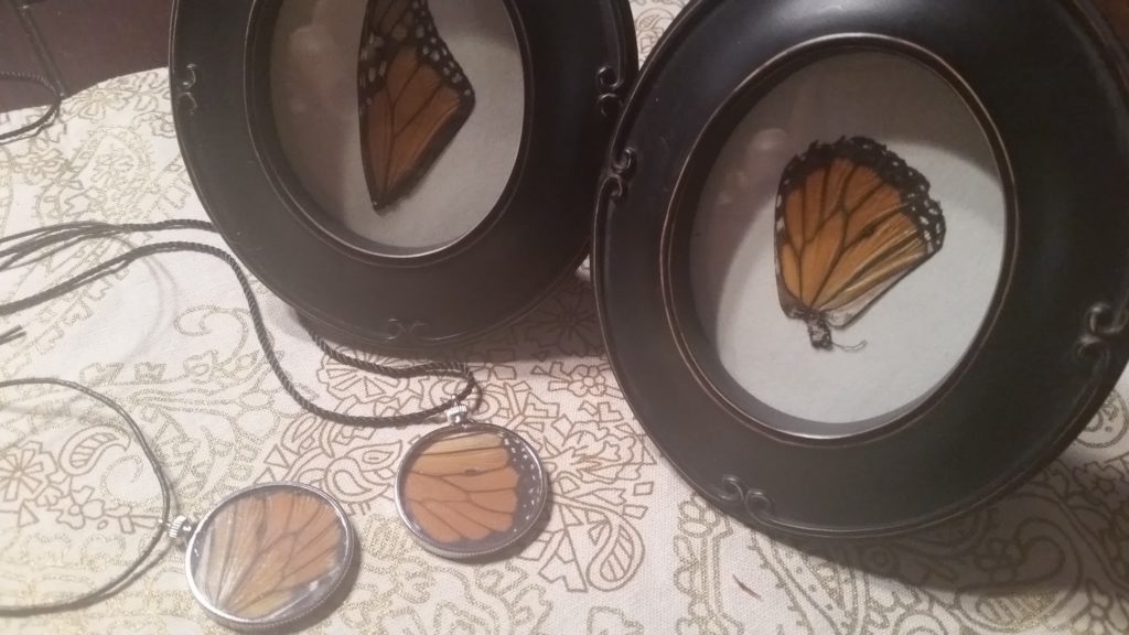 Framed monarch butterfly wing