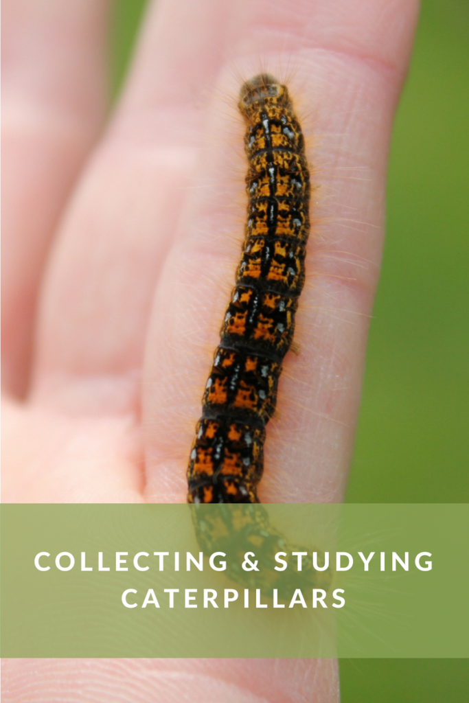 Studying caterpillars